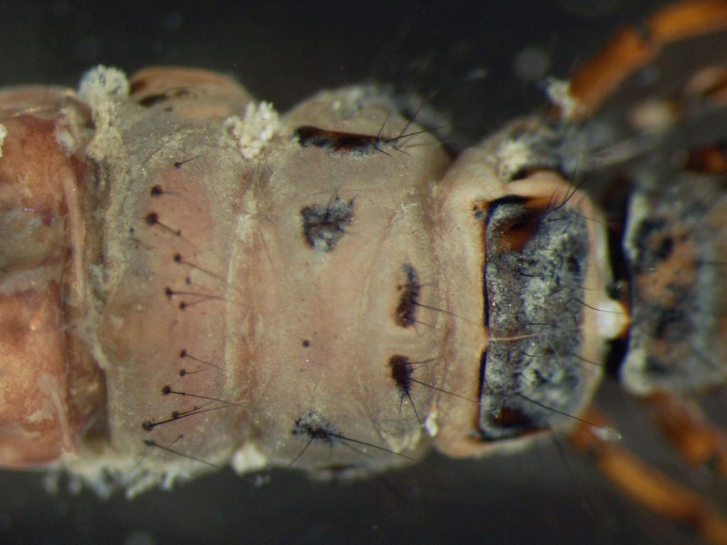 Chaetopteryx villosa